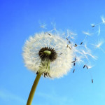 paardebloem
