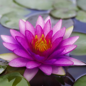 shutterstock_139975876