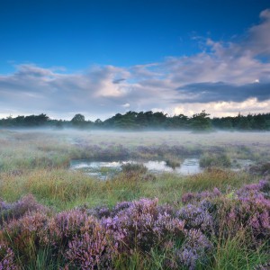 shutterstock_167853149